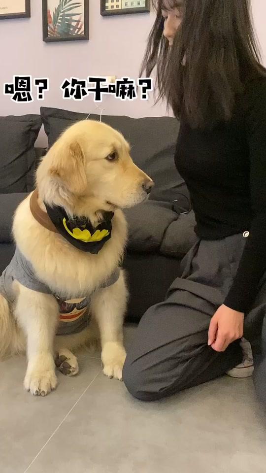 金毛 #萌宠 #vlog萌宠日常 #情侣 @抖音星探家 @抖音小助手